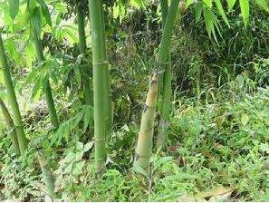 乡情散文：家乡的麻竹，抹不去的记忆