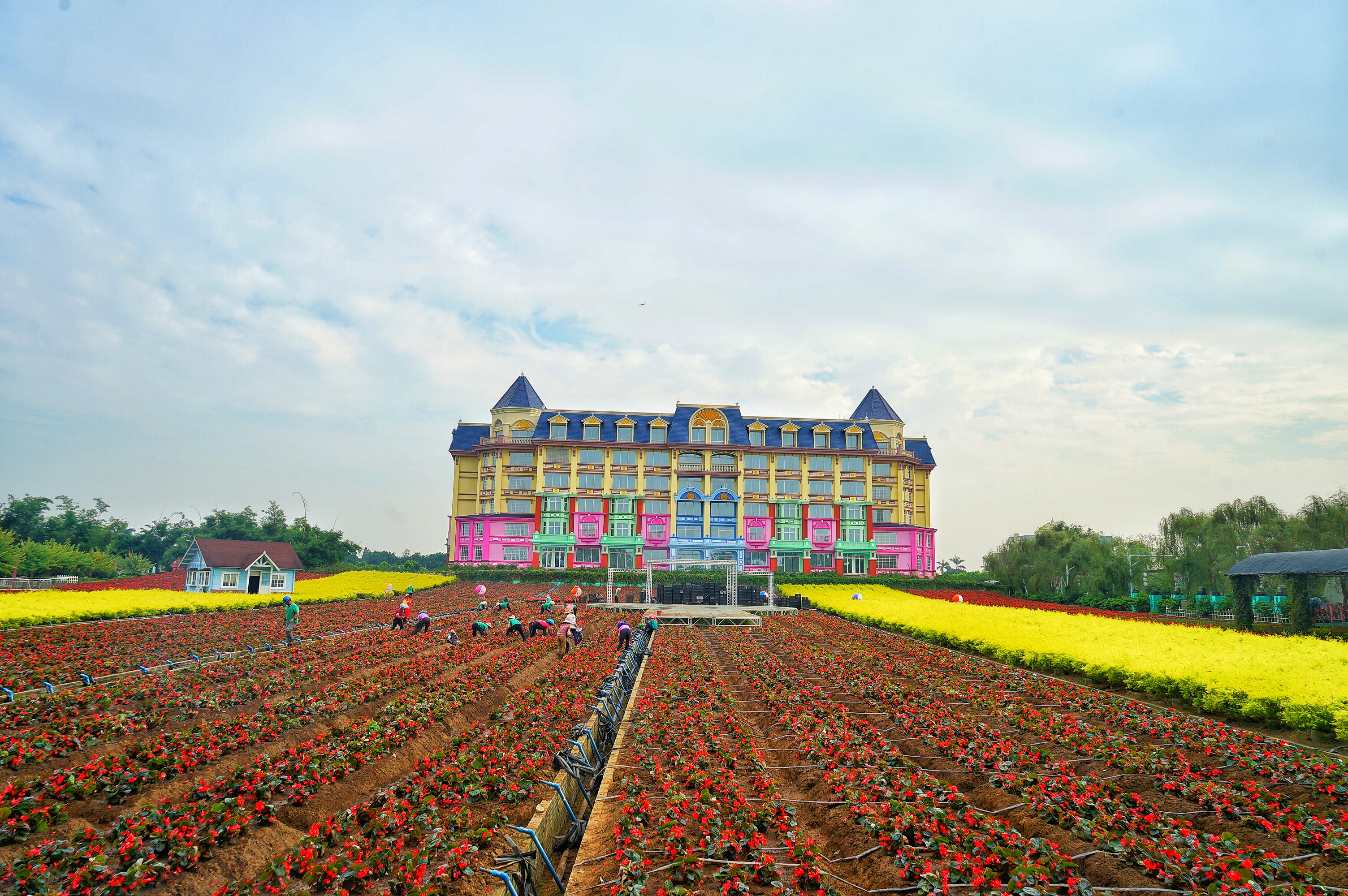 广州粉色浪漫花海,广东秋天粉色花海