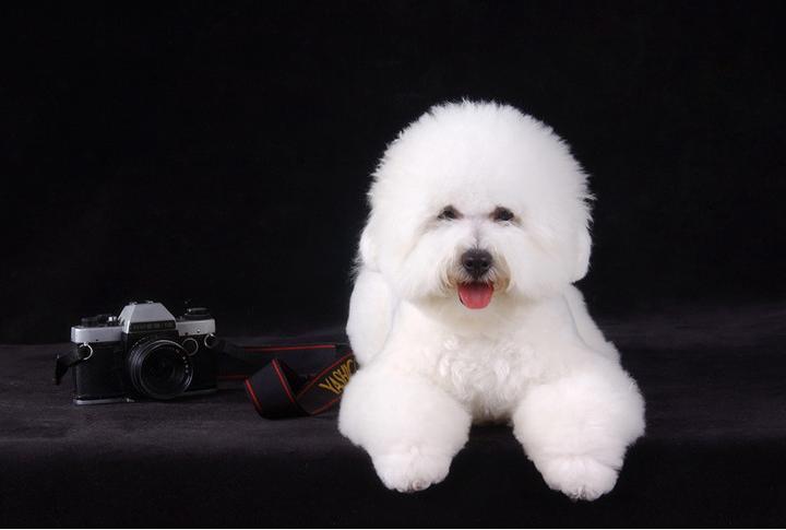 目前很受网友欢迎的几种小型犬，排名第一的竟然用漱口杯都能装下