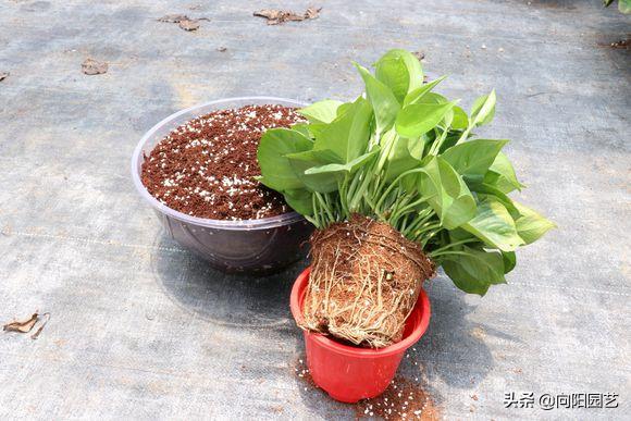 绿萝叶子尖发黑发黄怎么办,绿萝根部发黑叶子变黄怎么养