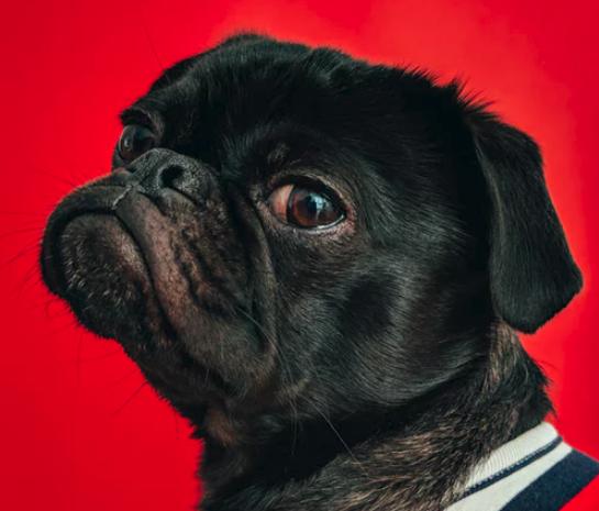 dogperson鏄粈涔堟,dogperson鏄粈涔堜汉