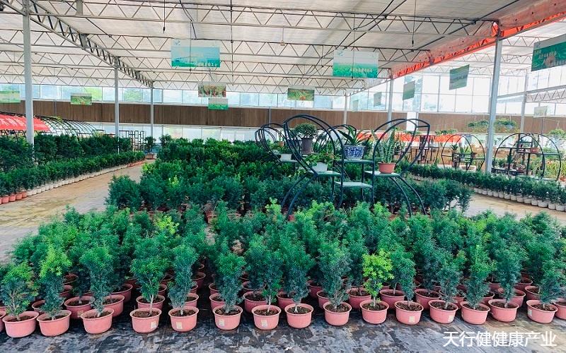 黑格斯曼地亚,曼地亚红豆杉春季