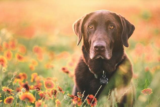 女人养拉布拉多犬好吗,拉布拉多犬怎么养最好