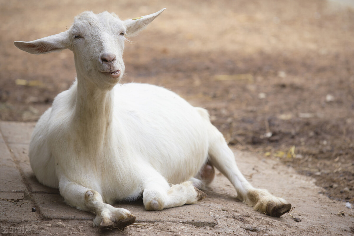 养羊如何看羊的品种,养羊怎么判断母羊下几只小羊