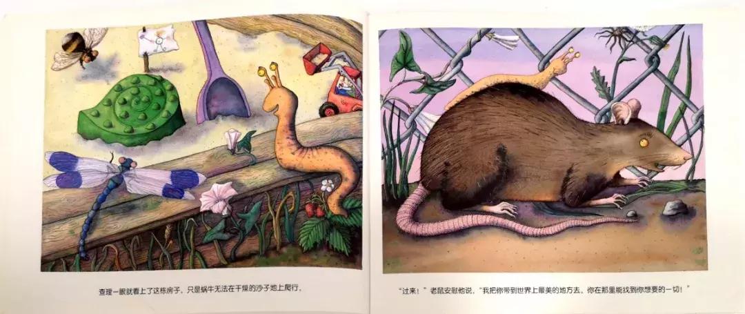 蜗牛躲在小房子里不出来怎么办,没有蜗牛壳的蜗牛是怎么回事