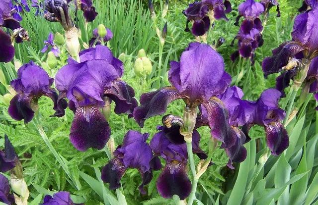 干货分享种植小技巧,混合花境设计与种植建议