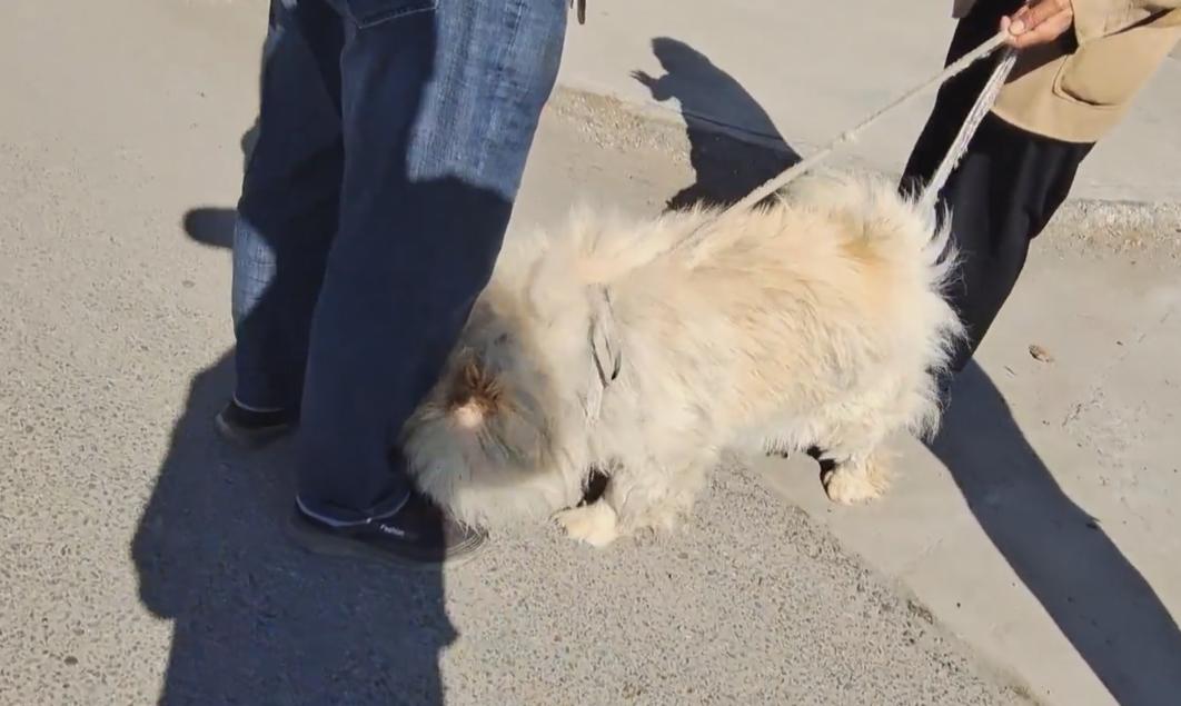 松狮被卖到狗肉馆,松狮被卖到狗肉车