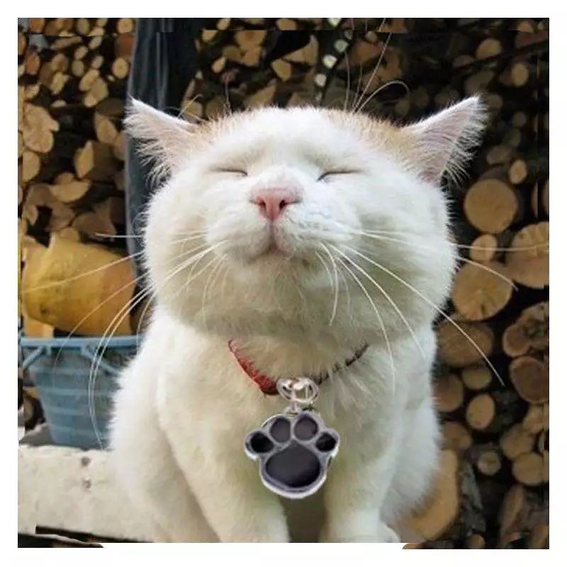 爱猫不慎走失，原因令主人伤心，铲屎官应学两种寻猫小方法！