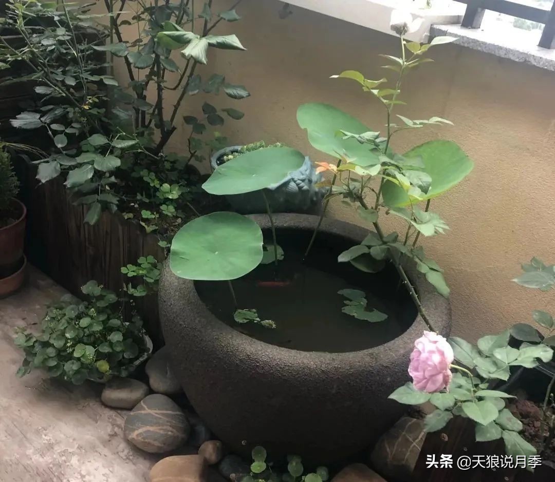 怎么打造露台小花园,如何打理自己的露台小花园