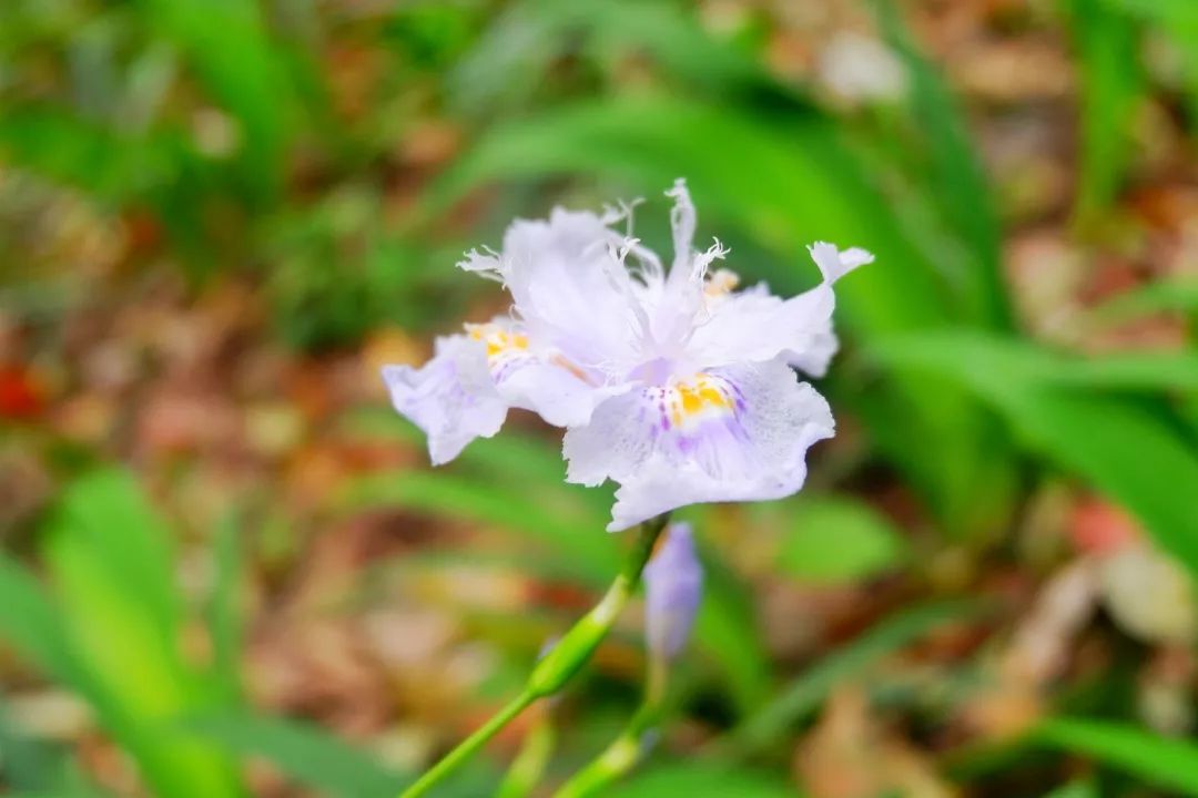 下一站泸州粤语,下一站泸州古蔺