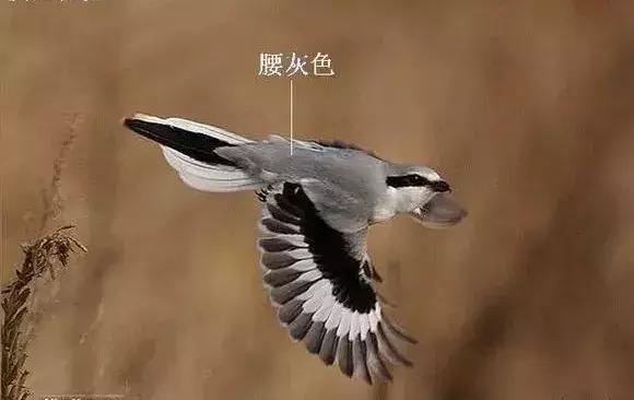 伯劳鸟饲养,没睁眼的伯劳怎样饲养