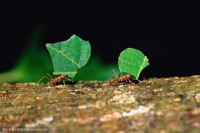 常见蚂蚁图鉴,蚂蚁vs其他种类蚂蚁