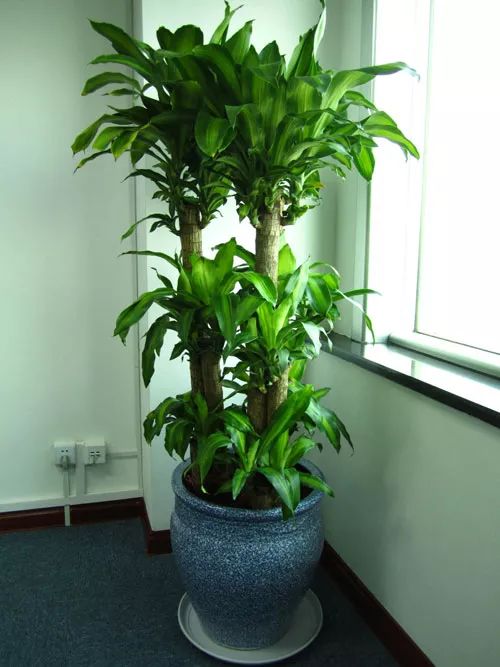 吸油烟和甲醛的植物,住新房有什么植物能去甲醛