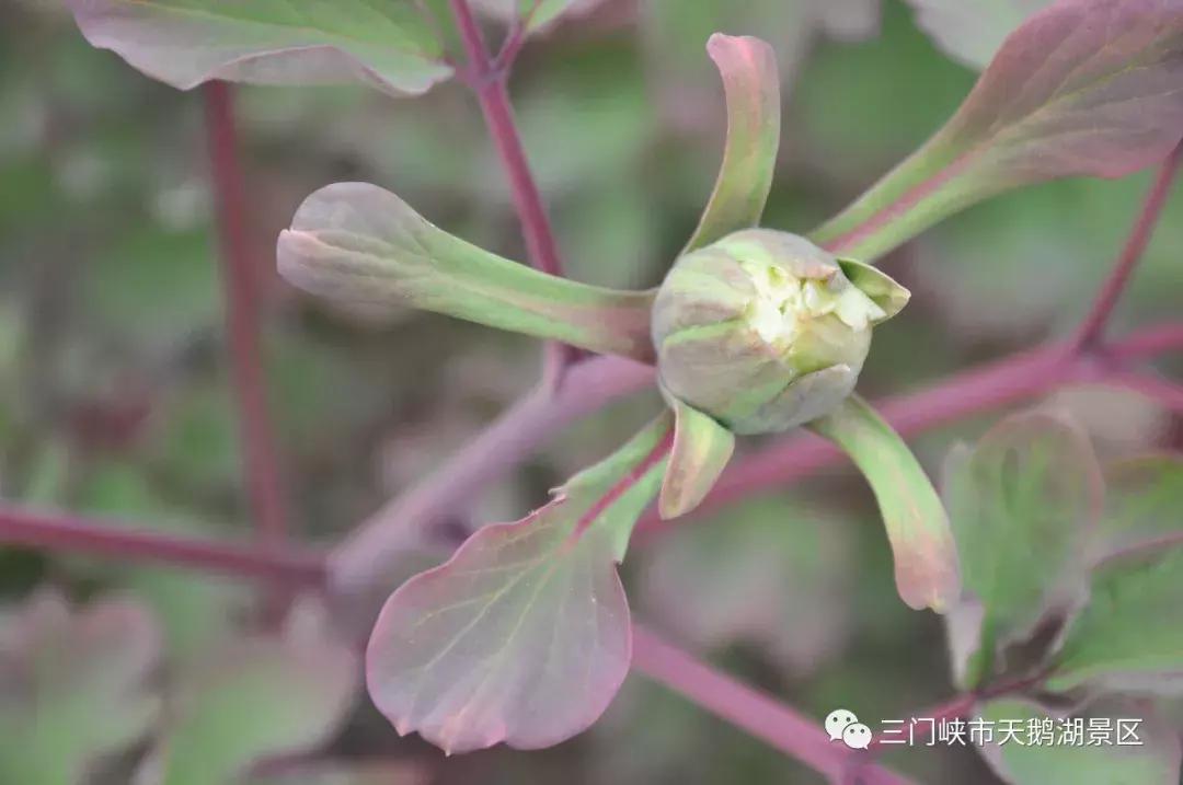 三门峡牡丹苑景区,三门峡牡丹苑的视频