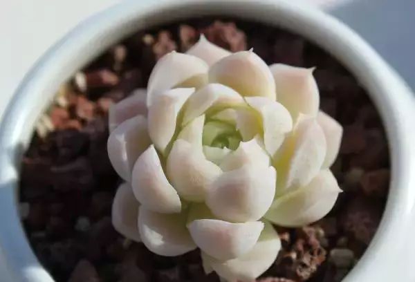 多肉早安图片大全,多肉大全100图