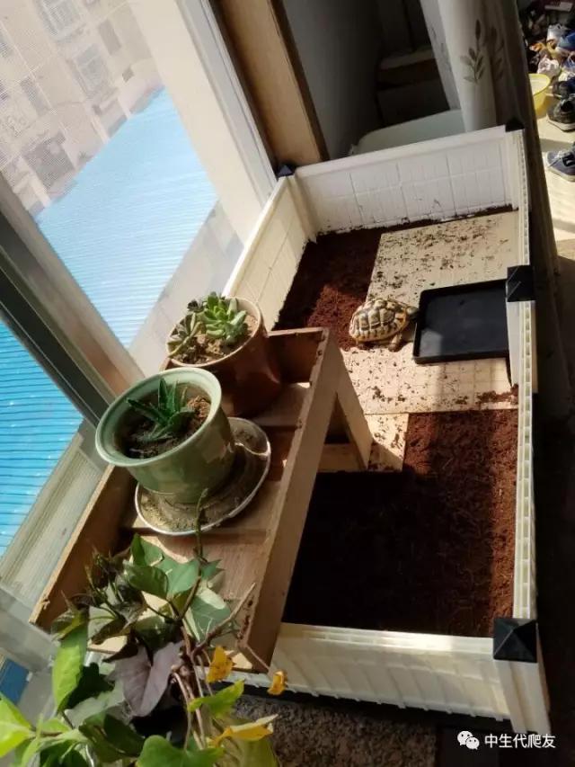 白色环境和黑色环境养出来的龟,古法养龟环境布置