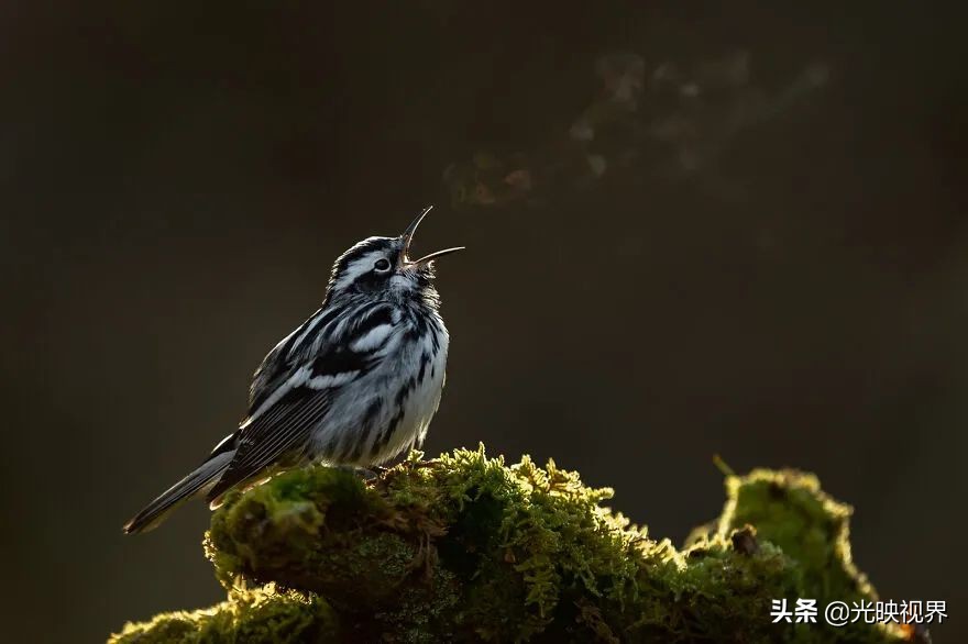 世界鸟类顶级摄影大全,2022年最佳鸟类摄影师奖35张照片