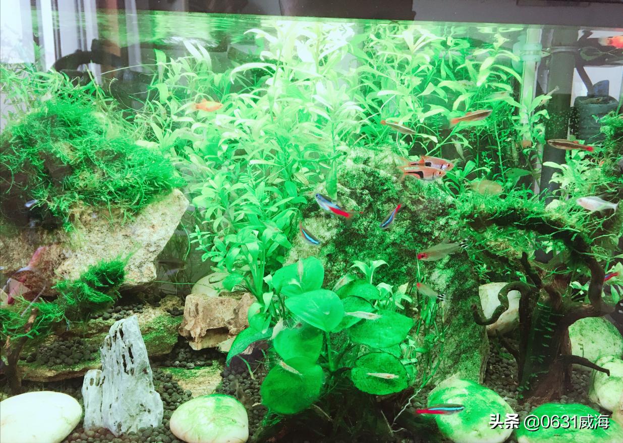 掌握好这五点养好金鱼根本就不难,养金鱼的技巧和方法合集