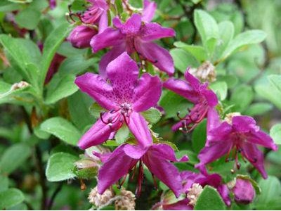 杜鹃花都蔫了怎么修剪才能更旺盛,杜鹃花喜欢什么肥料开得旺盛好养