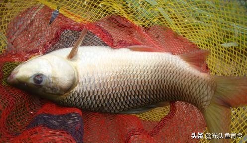 巨型鱼类印度,印度400斤巨大鱼