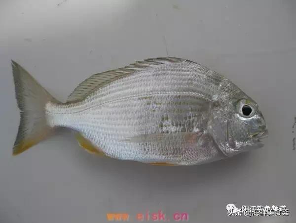 中国本土最便宜的鱼10种,哪些鱼档次又高又便宜