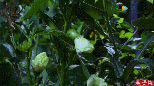 李子柒视频转场技巧,李子柒拍摄视频技巧