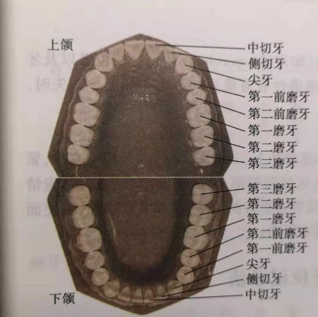智齿有蛀牙但不痛需要拔掉吗,牙医讲述智齿到底要不要拔