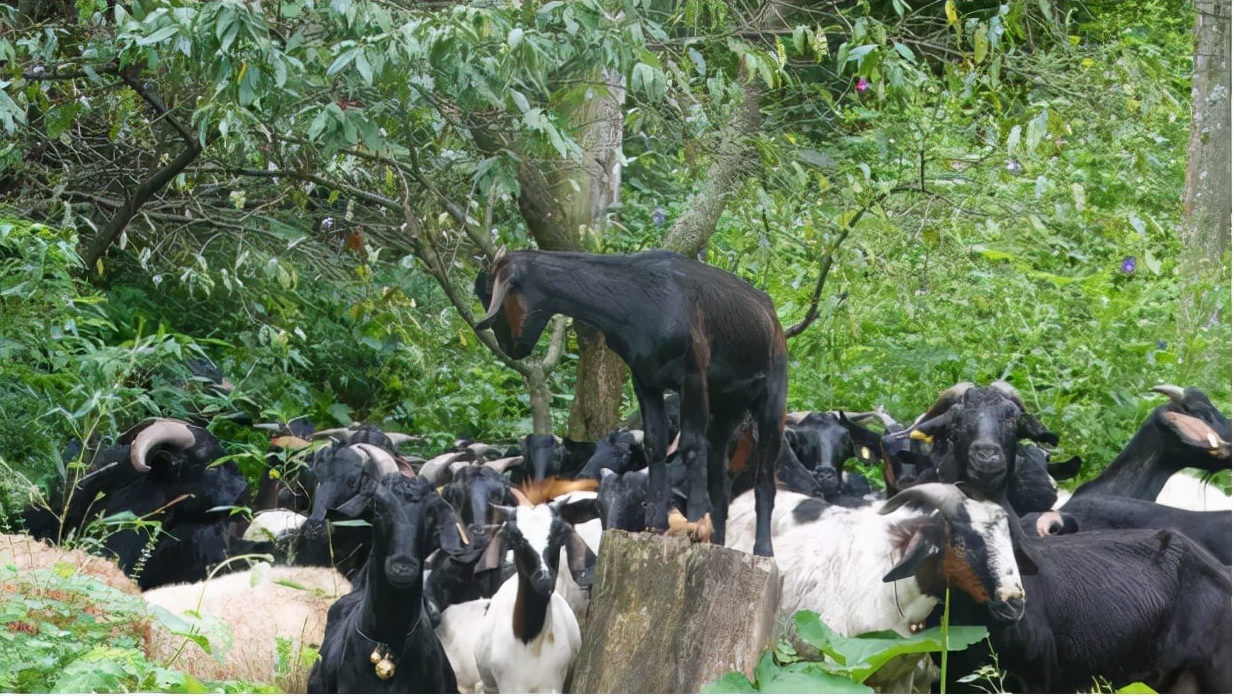 寻味怡安路烟火味,寻味烟火味