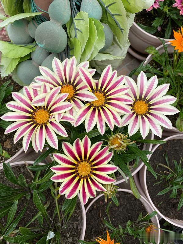 养盆“假太阳”，各色“小勋章”，这种菊花忒漂亮，假花一样