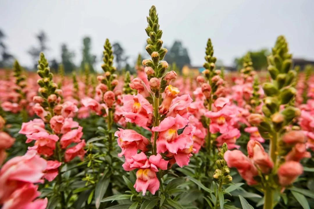 成都石象湖国家级生态园,成都石象湖风景区