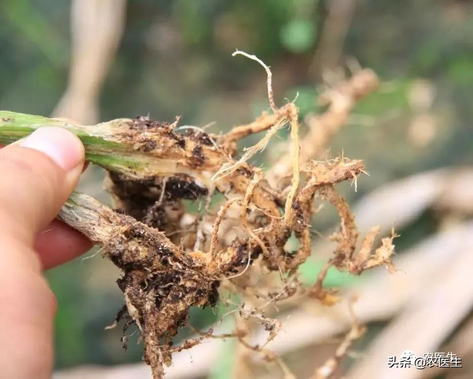 土传病害就是一颗不定时*弹炸**，怎么解决，你知道吗？