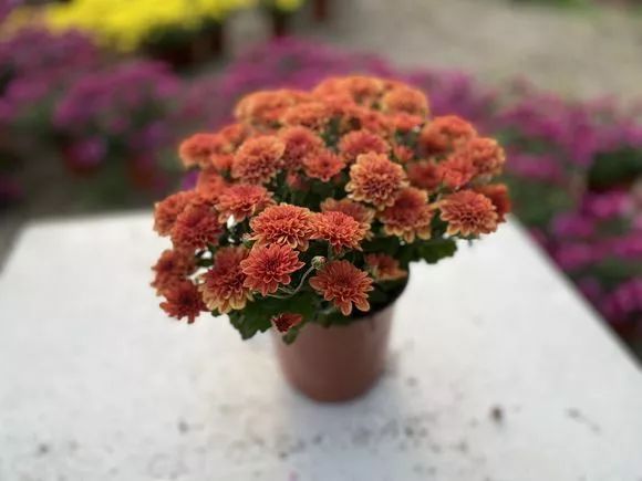 人称“千头菊”，一开几百朵，连爆2个月，太壮观了