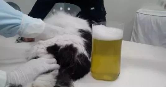 猫感染了新型冠状病毒怎么办,猫会携带新型冠状病毒吗