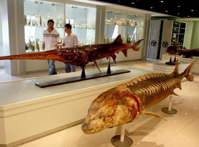 白鲟是白鱀豚吗,白鱀豚和中华白鲟