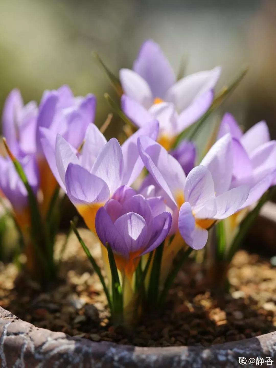 12星座该养什么花最好,12星座专属养的花是什么