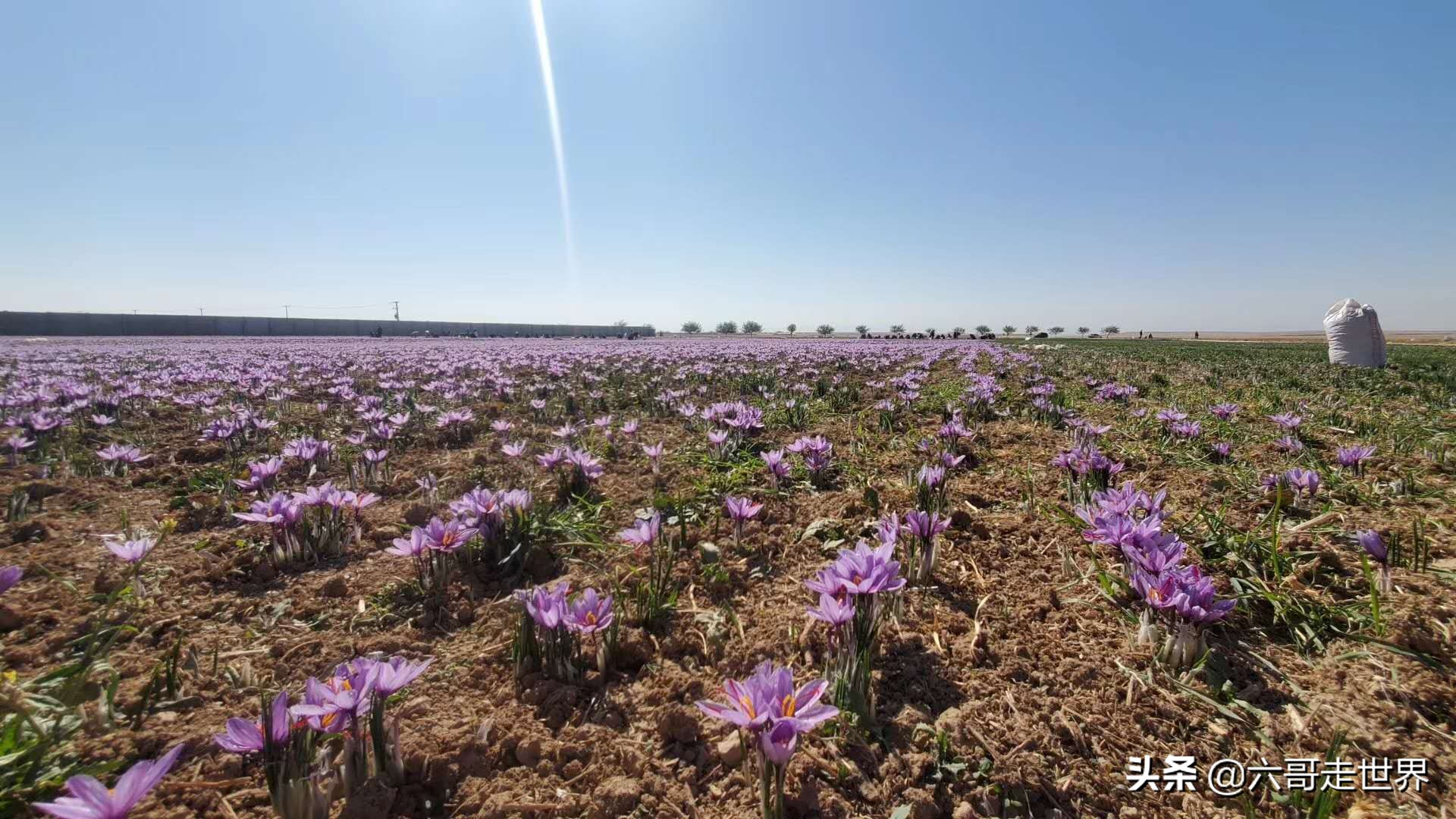 伊朗藏红花丰收季,伊朗红花采摘季