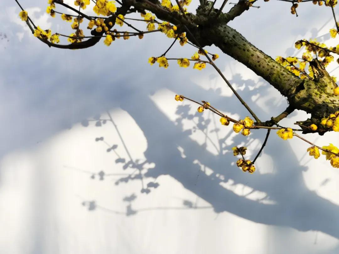 蜡梅的独特之处,腊梅之美
