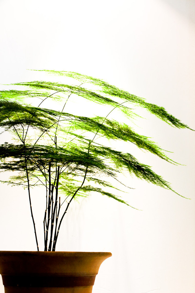 净化空气而且对身体好的花,净化空气对人身体有益的花