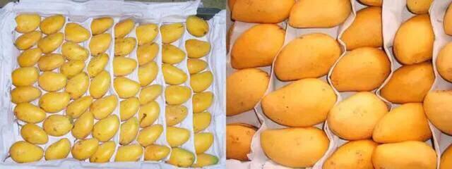 芒果品种西施芒,芒果品种四季蜜芒