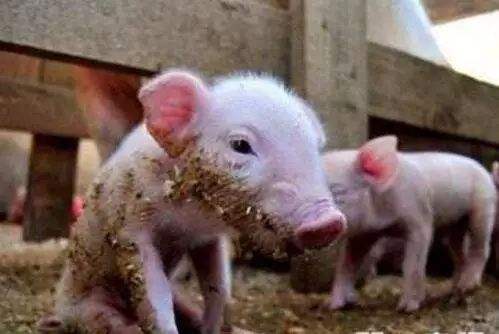 仔猪刚打疫苗拉稀能喂药吗,仔猪拉稀母猪吃点什么药