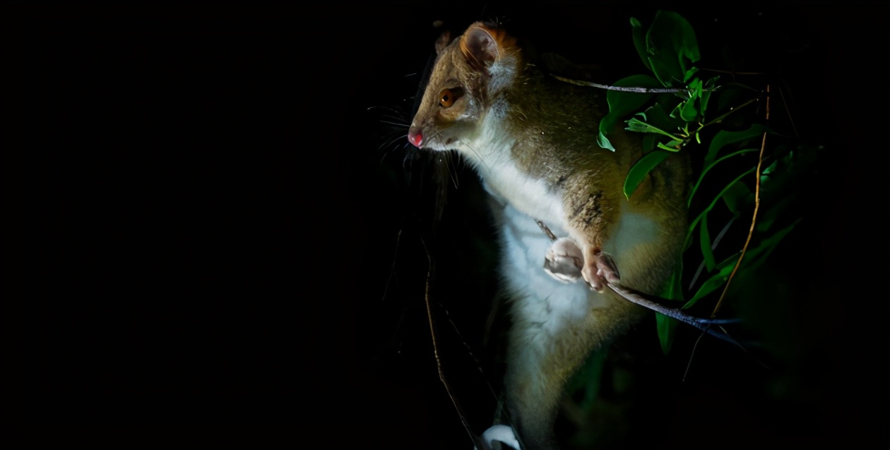 澳大利亚溃疡性结肠炎,澳大利亚皮肤溃疡