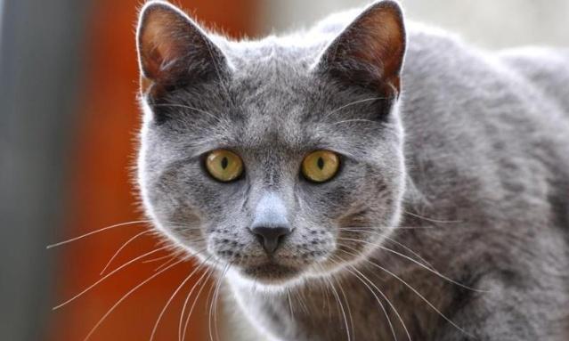 你知道猫咪的胡须为什么不能剪吗,为什么猫咪的胡须不能剪