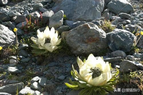 乾隆皇帝赐名,乾隆帝给新疆阜康取名吗