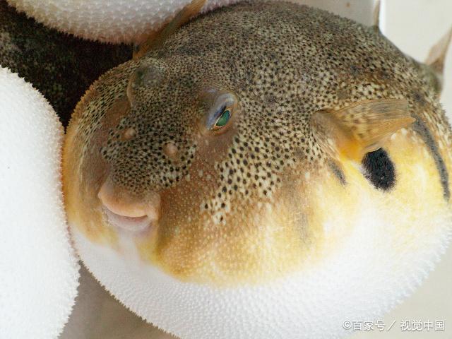 孕妈妈食谱5个月,春季炖汤食谱大全