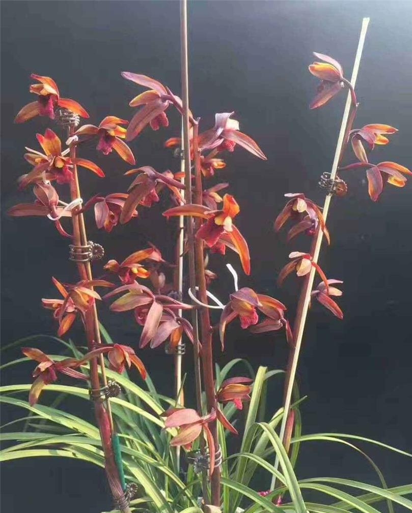 贵州蕙兰顶级花,贵州蕙兰珍稀品种