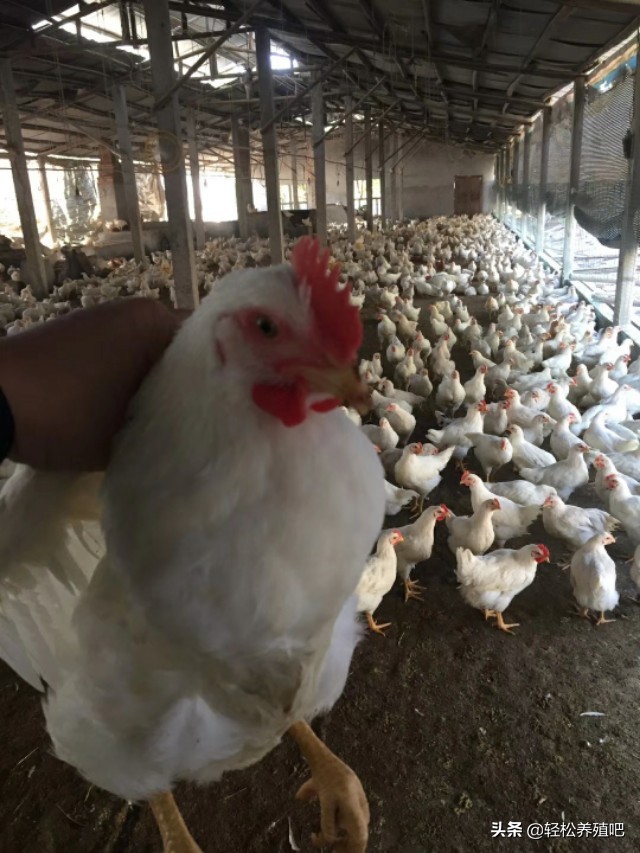 无抗猪养殖新方法,大肠杆菌防治