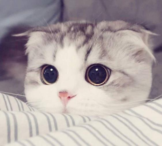 最近很火的猫咪折耳猫,有着天使的面孔的猫