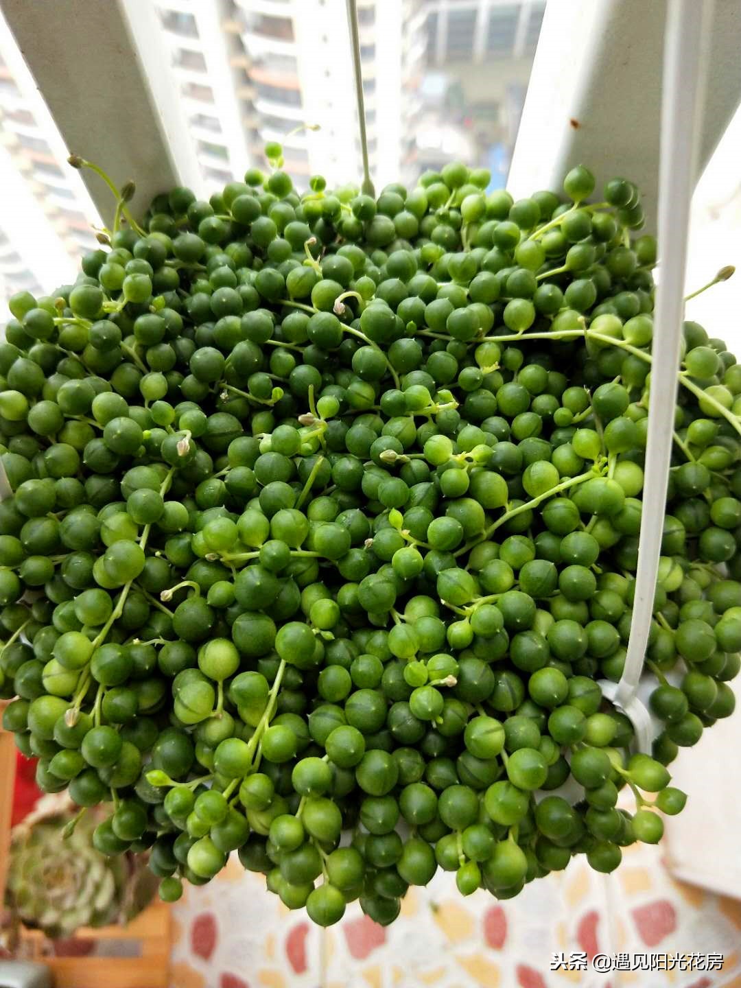 佛珠多肉怎么养颗粒才饱满硕大,多肉佛珠怎么快速爆盆