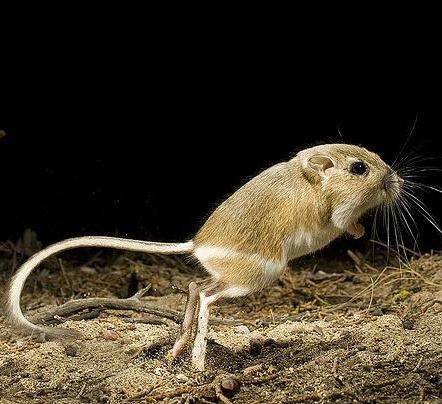 地球最奇特的沙漠,地球上最优越的气候是什么气候