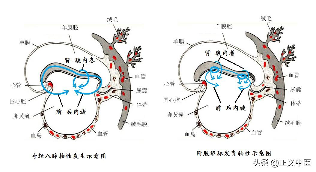 中医经筋对接视频教程,中医经络与筋脉区别